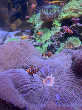 しながわ水族館に投稿された画像（2025/10/13）