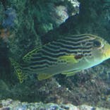 葛西臨海水族園に投稿された画像（2025/10/13）