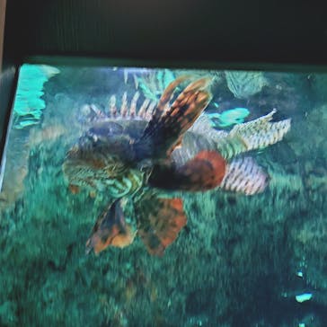 葛西臨海水族園に投稿された画像（2025/10/13）