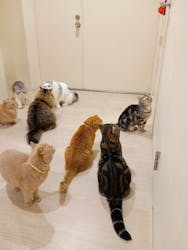 Cat Café MOFF 静岡PARCO店に投稿された画像（2025/10/13）