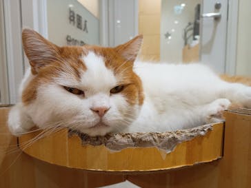 Cat Café MOFF 静岡PARCO店に投稿された画像（2025/10/13）