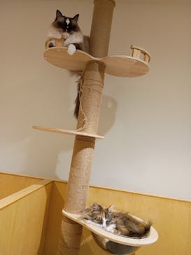 Cat Café MOFF 静岡PARCO店に投稿された画像（2025/10/13）