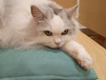 Cat Café MOFF 静岡PARCO店に投稿された画像（2025/10/13）