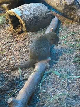 恩賜上野動物園に投稿された画像（2025/10/13）