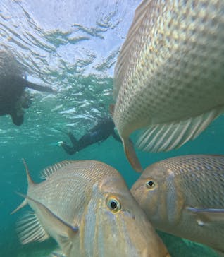 沖縄ダイビングショップシーモールに投稿された画像（2025/10/13）