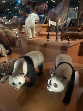 国立科学博物館に投稿された画像（2025/10/13）