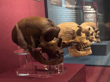 特別展「氷河期展 〜人類が見た4万年前の世界〜」（国立科学博物館）に投稿された画像（2025/10/13）