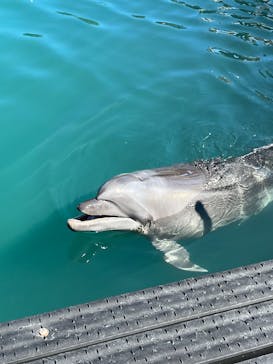 太地町立くじらの博物館に投稿された画像（2025/10/13）