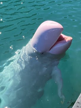 太地町立くじらの博物館に投稿された画像（2025/10/13）