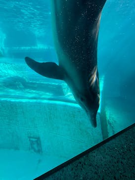 太地町立くじらの博物館に投稿された画像（2025/10/13）