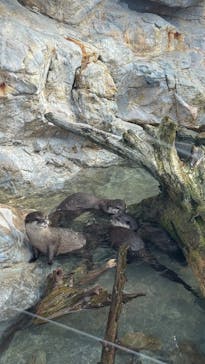 大分マリーンパレス水族館 「うみたまご」に投稿された画像（2025/10/13）