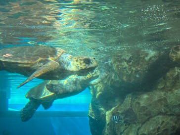 名古屋港水族館に投稿された画像（2025/10/13）