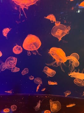 名古屋港水族館に投稿された画像（2025/10/13）