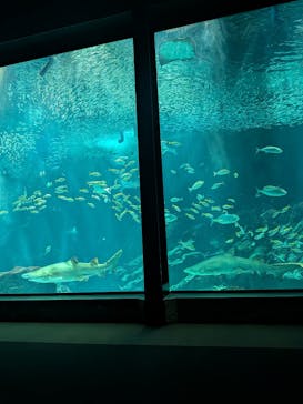 マリンワールド海の中道に投稿された画像（2025/10/13）