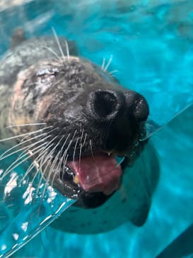 大分マリーンパレス水族館 「うみたまご」に投稿された画像（2025/10/13）