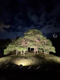 夜間特別開園 秋の夜長の小石川後楽園2025に投稿された画像（2025/10/13）