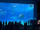 沖縄美ら海水族館に投稿された画像（2025/10/13）