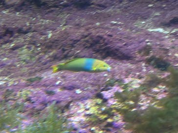 沖縄美ら海水族館に投稿された画像（2025/10/13）