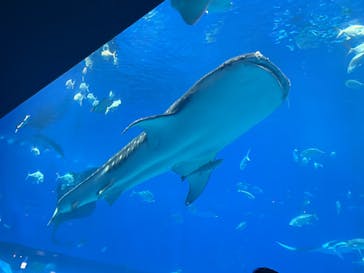 沖縄美ら海水族館に投稿された画像（2025/10/13）