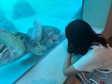 沖縄美ら海水族館に投稿された画像（2025/10/13）