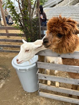 霞ケ浦 どうぶつとみんなのいえに投稿された画像（2025/10/13）