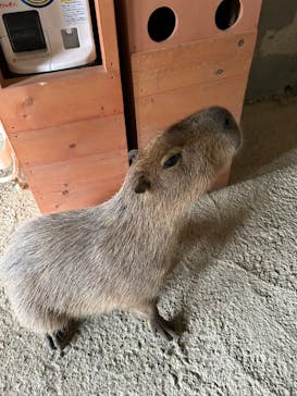 霞ケ浦 どうぶつとみんなのいえに投稿された画像（2025/10/13）