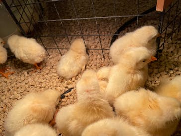 Moff animal cafe イオンモール幕張新都心店に投稿された画像（2025/10/13）