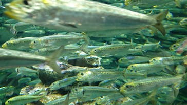 サンシャイン水族館に投稿された画像（2025/10/13）