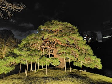 夜間特別開園 秋の夜長の小石川後楽園2025に投稿された画像（2025/10/13）