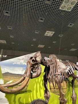 特別展「氷河期展 〜人類が見た4万年前の世界〜」（国立科学博物館）に投稿された画像（2025/10/13）