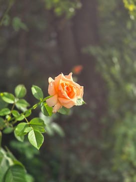 横浜イングリッシュガーデンに投稿された画像（2025/10/13）