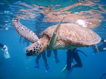 マリンショップ石垣島笑顔向上請負所に投稿された画像（2025/10/13）