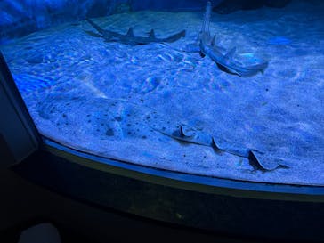 名古屋港水族館に投稿された画像（2025/10/13）