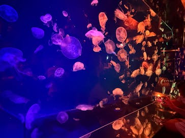 名古屋港水族館に投稿された画像（2025/10/13）