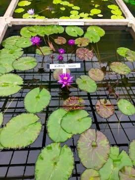 熱川バナナワニ園に投稿された画像（2025/10/13）