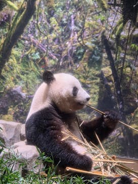 恩賜上野動物園に投稿された画像（2025/10/13）