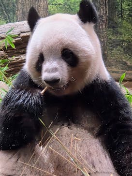 恩賜上野動物園に投稿された画像（2025/10/13）