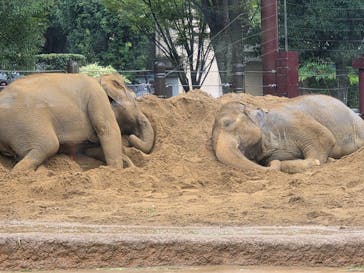 恩賜上野動物園に投稿された画像（2025/10/13）