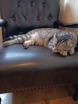 猫カフェモカ　池袋東口店に投稿された画像（2025/10/13）