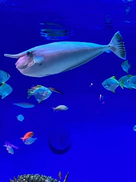 新江ノ島水族館に投稿された画像（2025/10/13）