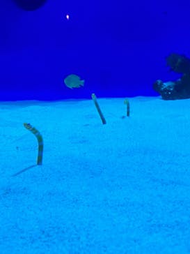 新江ノ島水族館に投稿された画像（2025/10/13）