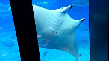 沖縄美ら海水族館に投稿された画像（2025/10/13）