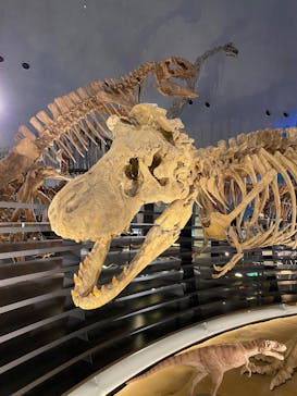 福井県立恐竜博物館に投稿された画像（2025/10/13）