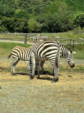 秋吉台自然動物公園 サファリランドに投稿された画像（2025/10/13）