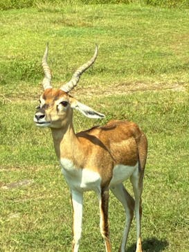 秋吉台自然動物公園 サファリランドに投稿された画像（2025/10/13）