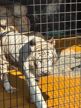 秋吉台自然動物公園 サファリランドに投稿された画像（2025/10/13）