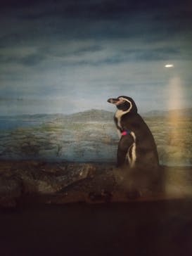 新江ノ島水族館に投稿された画像（2025/10/13）
