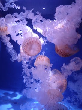 新江ノ島水族館に投稿された画像（2025/10/13）