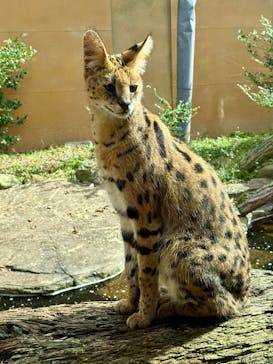 那須どうぶつ王国に投稿された画像（2025/10/13）