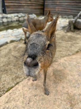 那須どうぶつ王国に投稿された画像（2025/10/13）